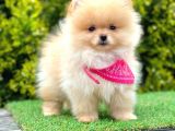 Teddy Face Pomerani̇an Yavrular