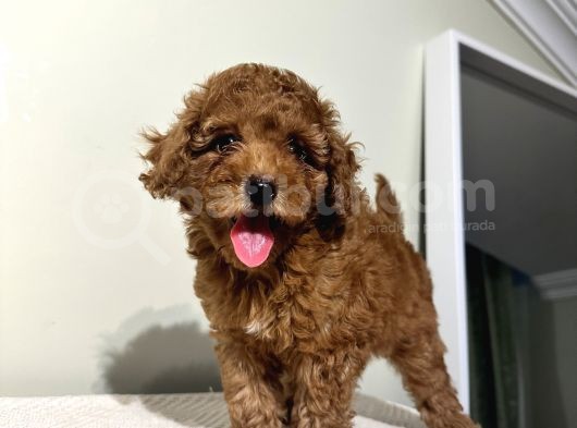 Birbirinden Oyuncu Poodle Bebeklerimiz Ev Ortamında