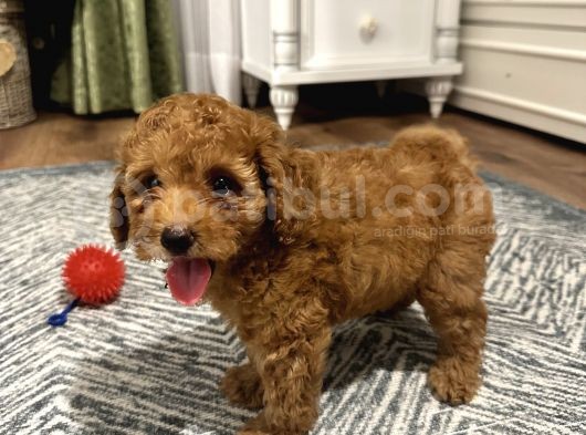 Birbirinden Oyuncu Poodle Bebeklerimiz Ev Ortamında görsel