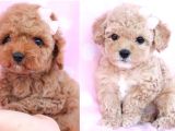 Biblo Gibi Her Renkte Poodle Yavrular