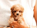 Biblo Gibi Her Renkte Poodle Yavrular