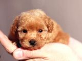 Biblo Gibi Her Renkte Poodle Yavrular