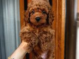 Birbirinden Oyuncu Poodle Bebeklerimiz Ev Ortamında