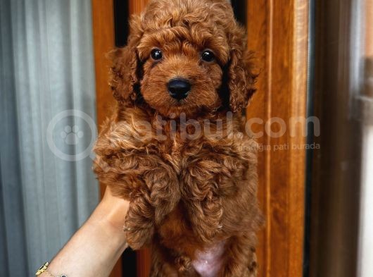 Birbirinden Oyuncu Poodle Bebeklerimiz Ev Ortamında görsel