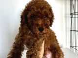 Birbirinden Oyuncu Poodle Bebeklerimiz Ev Ortamında