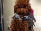Ev Doğumlu Poodle Bebeklerimiz