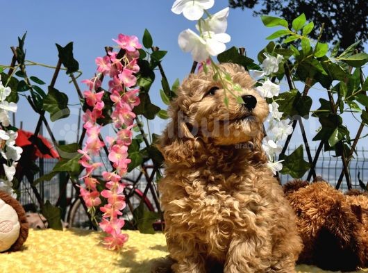 Sevimli Irk Ve Sağlık Garantili Maltipoo Yavrular görsel