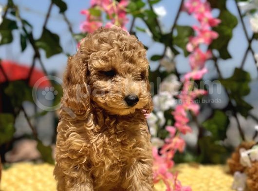 Sevimli Irk Ve Sağlık Garantili Maltipoo Yavrular