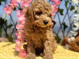 Sevimli Irk Ve Sağlık Garantili Maltipoo Yavrular