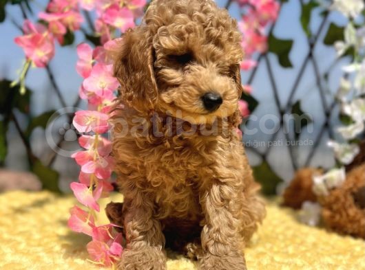 Sevimli Irk Ve Sağlık Garantili Maltipoo Yavrular görsel