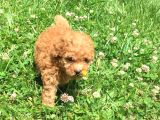 SAFKANTOYPOODLE