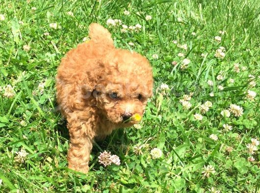 Safkantoypoodle