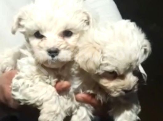 A Kalite Maltese Terrier Yavrularımız görsel