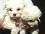 A kalite Maltese terrier yavrularımız