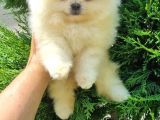 Pomeri̇an Boo Teddy Bear Irk Garanti̇li̇