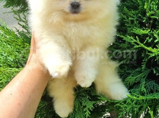 Pomeri̇an Boo Teddy Bear Irk Garanti̇li̇ görsel
