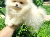Pomeri̇an Boo Teddy Bear Irk Garanti̇li̇