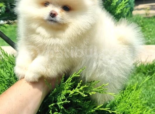 Pomeri̇an Boo Teddy Bear Irk Garanti̇li̇ görsel