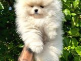 Pomeri̇an Boo Teddy Bear Irk Garanti̇li̇