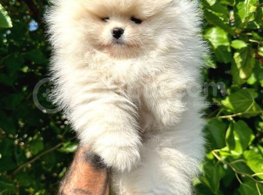 Pomeri̇an Boo Teddy Bear Irk Garanti̇li̇ görsel
