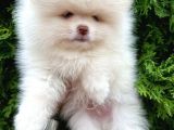 Pomeri̇an Boo Teddy Bear Irk Garanti̇li̇