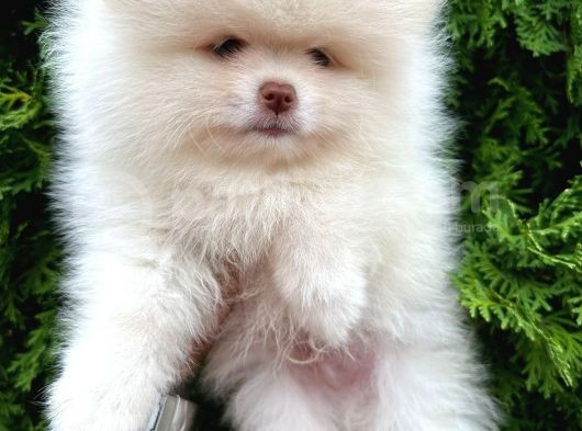 Pomeri̇an Boo Teddy Bear Irk Garanti̇li̇ görsel