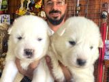 Ayi̇ Yavrusu Samoyed A Kali̇te Irk