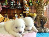 Ayi̇ Yavrusu Samoyed A Kali̇te Irk