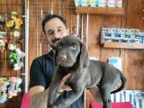 Safkan Çi̇kolata Labrador Yavrularimiz