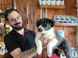 Dunyani̇n En Zeki̇ Irki Border Collie