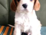 Sevimli Irk Garantili Cavalier King Charles Yavrular