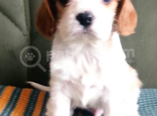 Sevimli Irk Garantili Cavalier King Charles Yavrular görsel