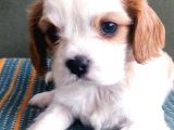 Sevimli Irk Garantili Cavalier King Charles Yavrular