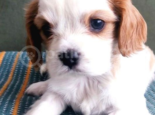 Sevimli Irk Garantili Cavalier King Charles Yavrular görsel