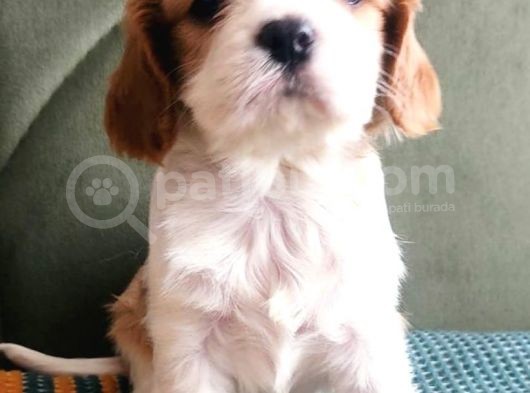 Sevimli Irk Garantili Cavalier King Charles Yavrular