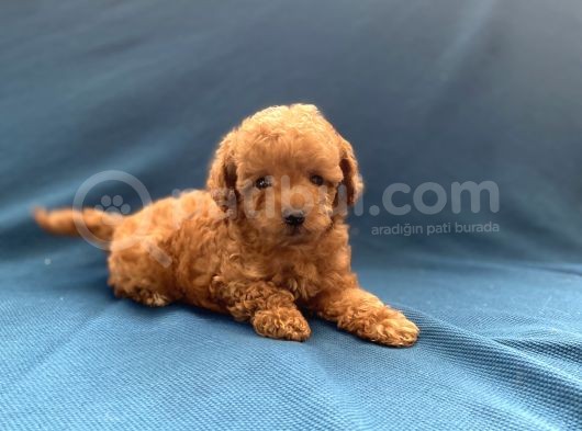 Mini Boy Toy Poodle Oğlumuz görsel