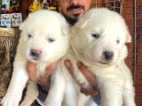 Ayi̇ Yavrusu Samoyed A Kali̇te Irk