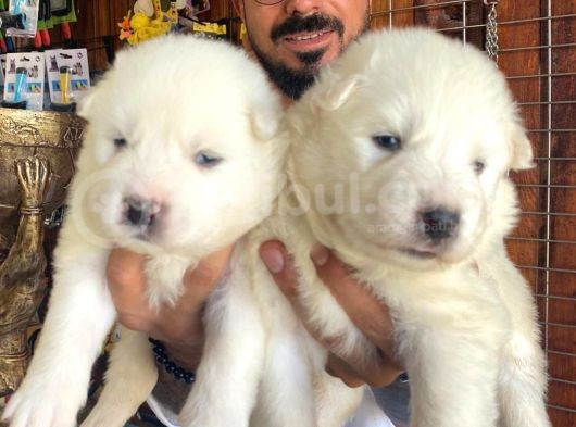Ayi̇ Yavrusu Samoyed A Kali̇te Irk görsel
