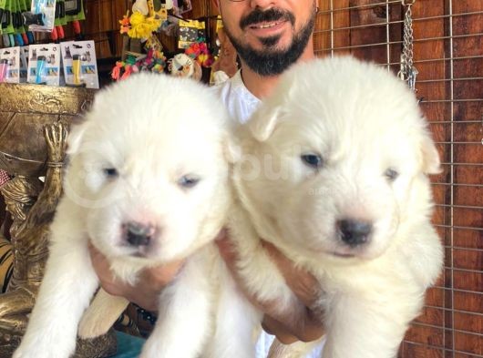 Ayi̇ Yavrusu Samoyed A Kali̇te Irk