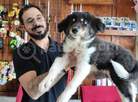 Dunyani̇n En Zeki̇ Irki Border Collie