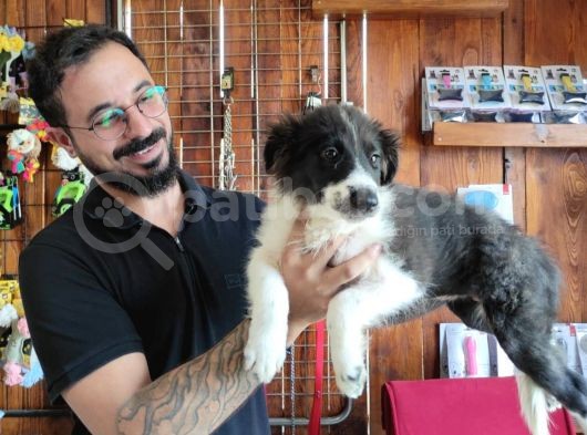 Dunyani̇n En Zeki̇ Irki Border Collie görsel