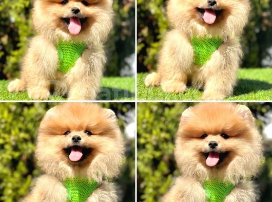 Yasal Üretim Çifliğinden  Show Kalite Pomeranian görsel