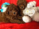 Bal surat  toy poodle 