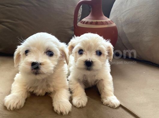 A Kalite Maltese Terrier Yavrularımız