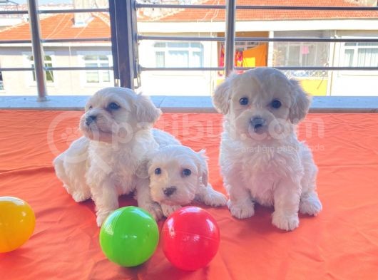 0 Numara Maltese Terrier Bebeklerimiz görsel