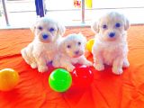 0 NUMARA Maltese terrier bebeklerimiz