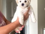 Maltipoo Bebekler Yeni Yuvalarını Arıyor