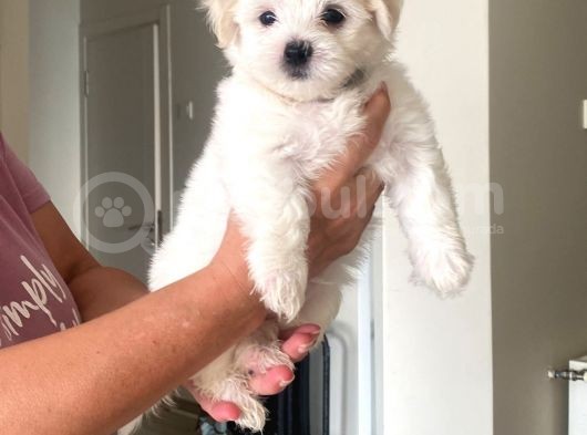 Maltipoo Bebekler Yeni Yuvalarını Arıyor görsel