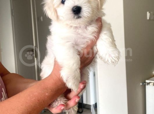 Maltipoo Bebekler Yeni Yuvalarını Arıyor