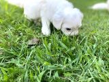 Maltipoo Bebekler Yeni Yuvalarını Arıyor